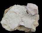 Blastoid (Pentremites) Fossil - Illinois #45027-1